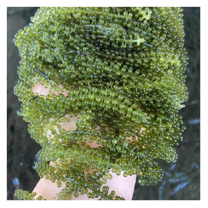 Uvas de Mar de Primera Calidad para Exportación, Proveedor Mayorista de Fábrica en Vietnam, Pedidos al por Mayor con Empaque de Marca Privada - Product Image 2