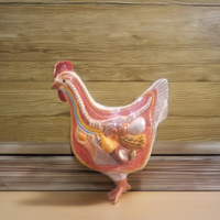 Modelo Anatómico de Pollo en Fibra, Tabla de Disección de Anatomía Animal, Tamaño Personalizado, MAYALAB, Escuela de Educación Médica Veterinaria