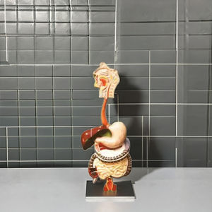 แบบจำลองระบบย่อยอาหารของมนุษย์-2 แบบจำลองช่วยบรรเทาอาการสำหรับการศึกษาวิทยาศาสตร์การแพทย์ ติดตั้งบนฐาน - Product Image 2