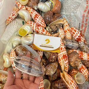 โรงงานเวียดนาม จำหน่ายเปลือกหอยสังข์ขนาดเล็กแบบธรรมชาติ สำหรับงานฝีมือ ของที่ระลึก ของตกแต่ง จำหน่ายส่งออกจำนวนมาก - Product Image 1