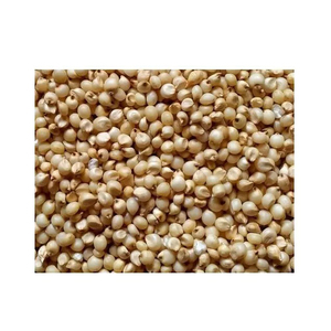 Céréales Naturelles Riches en Nutriments, Grains Bruts en Vrac, Meilleur Prix Abordable, Qualité Supérieure, Sorgho Rouge et Blanc Très Demandé à Vendre - Product Image 1