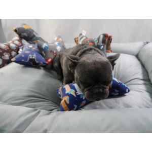 Yommy Pet Mystery Box: Regalo a Sorpresa per Animali Domestici - Accessorio per Cuccia con Comodo Cuscino - Product Image 2