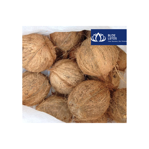 มะพร้าวอินทรีย์แกะเปลือกครึ่งซีก รสหวานธรรมชาติ 100% ผลไม้อบแห้งขายส่ง น้ำมันมะพร้าว บลูโลตัส แหล่งผลิตเบนเต้ - Product Image 2
