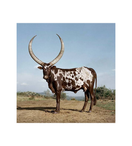 Ganado Ankole para Compra al por Mayor y Comercio B2B Global - Product Image 2