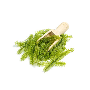 Oferta Especial: Uvas de Mar Deshidratadas OEM, Algas Secas a Granel de Fábrica Vietnamita - Product Image 1