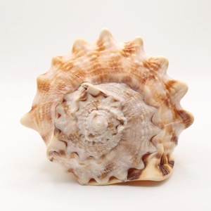 Cheapest price natural sea shells hermit crab turbo shell <b>home</b> decor seashells ocean theme crafts - Product Image 3