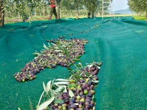 Malla de Cobertura para Cultivo de Olivos Verdes, para Protección de Frutas en Huertos - Product Image 2