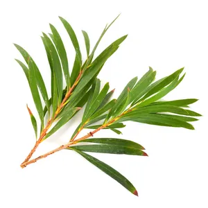 Aceite Esencial de Árbol de Té (Melaleuca Alternifolia) Destilado al Vapor, a Granel, para Formulaciones de Cuidado de la Piel, Cabello y Cuidado Personal - Product Image 1