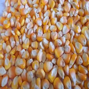 ข้าวโพดคัดสรรคุณภาพสูงสำหรับส่งออก ข้าวโพดสีเหลืองสำหรับผู้นำเข้าขายส่ง ต้องการเมล็ดข้าวสะอาด บรรจุภัณฑ์ทนทาน เหมาะสำหรับเก็บรักษาอาหาร - Product Image 2
