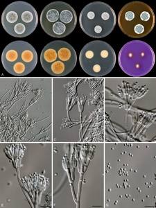 Fertilizzante Biologico di Alta Qualità Penicillium Citrinum, Polvere 100% Pura, Inoculante Efficace per il Suolo - Product Image 3