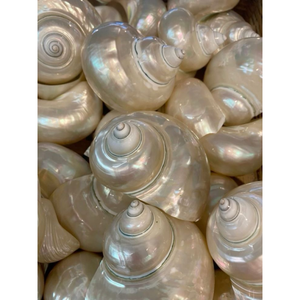 Concha turbo blanca natural para decoración, concha blanca de jade, concha turbo espiral, concha de caracol grande, concha turbo de jade, concha de caracol. - Product Image 2
