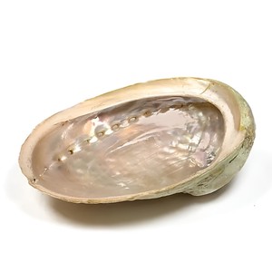 <b>Abalone</b> <b>shell</b> ocean seashell cheapest cost sea <b>shells</b> for making jewelry nautical decoration - Product Image 3