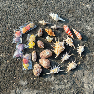 Handmade Seashell Craft Material Abalone Conch Shell Decoration Vietnam Factory Wholesale <b>Cheap</b> Price Articulate Harp Shells - Product Image 6