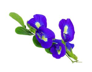 Well Dried Butterfly Pea Flowers 100% Natural Blue Petals Herbal Health Beverage Manufacturing <b>Tea</b> Bulk Wholesale Vietnam Supply - Product Image 1