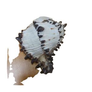 Coquille de mer Murex Hexaplex de la mer Noire - Type Muricanthus de coquille de mer Superbe Murex Nigritus Artisanat naturel à bas prix Coquille du Vietnam - Product Image 1