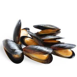 อาหารทะเลแช่แข็งพร้อมเสิร์ฟ หอยแมลงภู่แบบเปลือก - Product Image 6