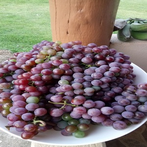 Uvas Rojas de Alta Calidad con un Hermoso Color, Apariencia Fresca y Sabor Jugoso, Diseñadas para Venta al por Menor, Restaurantes y Cafeterías - Product Image 1