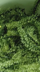 Algas de Mar de Vietnam Caulerpa Lentillifera, Sazonadas en Bolsa, para Ensaladas, Sushi, Uso en Restaurantes, Ingrediente de Alimentos Frescos - Product Image 2