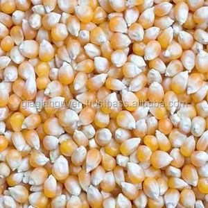 ซังข้าวโพดสำหรับป้อนสัตว์ในปริมาณมาก - Product Image 5
