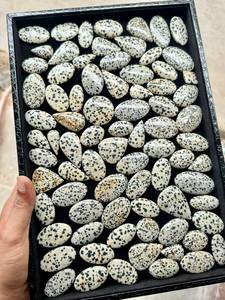 Jaspe Dálmata Natural, Piedras Preciosas Sueltas al por Mayor, Lote a Granel, Corte Cojín Pulido para Suministros de Joyería - Product Image 6