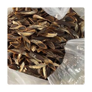 Coquille d'opercule de Murex écologique, très demandée |   Opécule d'escargot de mer 100% naturel brut en vrac, certifié BLUE LOTUS FARM BEIJING - Product Image 6