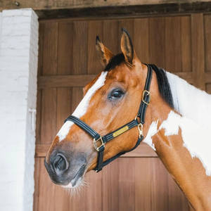 บังเหียนม้าคุณภาพสูง ทนทาน ออกแบบมาเพื่อการควบคุมที่แข็งแรง สวมใส่สบาย เหมาะสำหรับการฝึก การจัดการ และการใช้งานในคอกม้าในชีวิตประจำวัน - Product Image 4