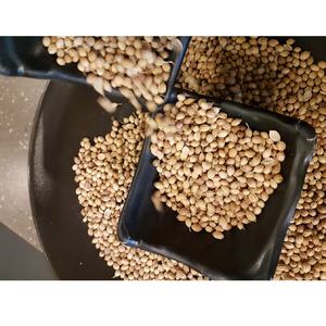 Scooter de coriandre de haute qualité pour la cuisson des aliments fabrication en gros produit agricole avec 99% de pureté grade A/B - Product Image 2