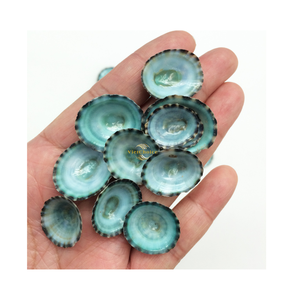 Concha de Limpet Verde Natural Ecológica para Acuarios, Manualidades, Joyería y Decoración del Hogar con Temática Costera - Product Image 3