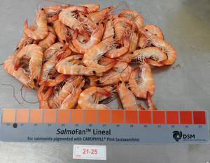 Camarón Vannamei de Vietnam, tamaño 21/25, entero, congelado, con cabeza, 23 + bolsa de color, embalaje, procesado sin cabeza - Product Image 4