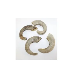 Shofar en corne de bélier naturel authentique pour les rituels religieux juifs, la prière en synagoge et les marchés de gros en Judaica - Product Image 5