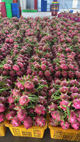 [HOGE KWALITEIT] Premium Biologische Vietnamese Rode Vlees Dragon Fruit Nieuwe Oogst Grote Maat 100% Natuurlijk Vers Markt Groothandel