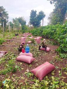 Granos de café verde más vendidos de Vietnam Robusta Arábica Grano entero Café tostado saludable Precio competitivo Listo Importación - Product Image 5