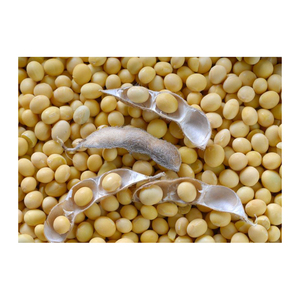 Prix compétitif du VIETNAM : NOUVEAU PRODUIT - Fèves de soja vertes fraîches / Grains de soja non-OGM, riche en protéines et en valeur nutritionnelle, farine de soja - Product Image 4