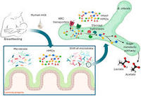 Bifidobacterium Bifidum Poudre Blanche Santé Intestinale Infantile Conditions Gastro-intestinales Allergiques et Inflammatoires Pédiatriques 100 Milliards