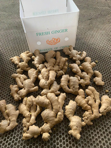 Bulk <b>fresh</b> <b>ginger</b> from Vietnam Agricultural products supplier Bao Tram Anh Company - Product Image 6
