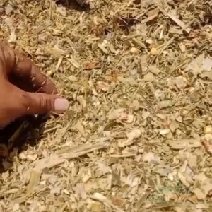 หญ้าหมักข้าวโพดสดสำหรับการให้อาหารปศุสัตว์นม หญ้าหมักข้าวโพดสีเหลืองเกรดส่งออกเพื่อเสริมโภชนาการโค - Product Image 4