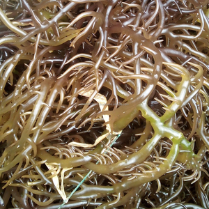 Alga Marina Seca Eucheuma Spinosum (Vietnam) - Marca KIM MINH |   Calidad Premium |   Vida útil de 24 meses |   Embalaje de Bolsas - Product Image 4