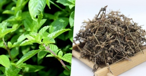 Gelée d'herbe noire séchée - Herbe de Mesona / Liang Fen Cao / Mesona Chinensis Ben Origine Vietnam Durée de conservation de 12 mois - Product Image 2