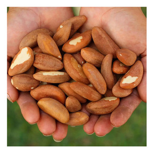 Fournisseur en gros de noix du Brésil de la meilleure qualité à vendre à prix avantageux - Product Image 1