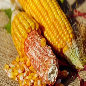 Maïs jaune pour la consommation humaine et l'alimentation animale - Product Image 5