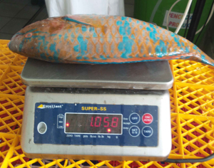 Poisson-perroquet congelé de qualité supérieure, vente en gros, approvisionnement en vrac, prêt à expédier, qualité alimentaire, exportation mondiale - Product Image 6