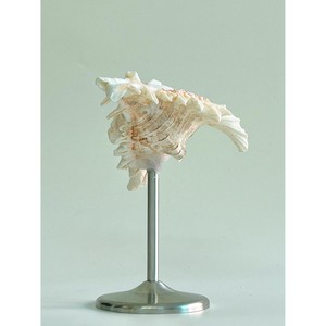 Verre à vin en coquillage marin et en métal, le plus vendu, adapté aux restaurants, hôtels et services de traiteur - Product Image 5