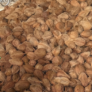 Noix de coco indienne de qualité supérieure (noix de coco semi-décortiquée) Pollachi, fruit tropical et subtropical frais et mûr, provenant d'Inde - Product Image 3