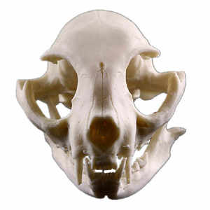 Estatuilla esculpida de animales de resina Premium Tradebyd, decoración creativa hecha a mano para hogares elegantes y necesidades de regalo - Product Image 1