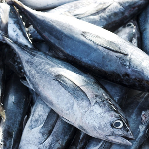 Thon Skipjack Congelé de Qualité Supérieure en Gros, Exportation en Vrac, Qualité Alimentaire, Stock Prêt, Meilleure Qualité, Approvisionnement - Product Image 5
