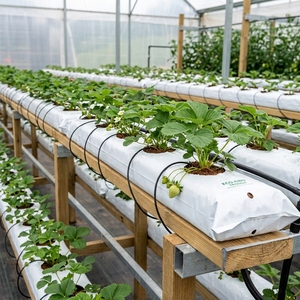 Bulk Biodegradable Reusable Plastic Coir Grow Bags-Hydroponics & Agriculture Use Mushroom Grow Black/White 100% PP - Product Image 2