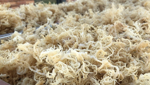 สาหร่ายทะเลสีเหลืองทองแห้งแบบไม่มีหนาม คุณภาพดี พร้อมจำหน่าย วัตถุดิบสำหรับทำเจลและเครื่องดื่ม - Product Image 3