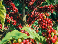 Café Arabica Bio Vert en Gros pour Machines à Expresso Commerciales – Robuste, Origine Hautes Terres du Vietnam