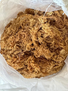 Algas Cottonii de Primera Calidad para Exportación, Empaque Minorista y Distribución Global - Product Image 2