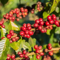 Groothandel Fabrieks Export 95 tot 99% Zuiverheid Robusta Vietnam Oorsprong Groene Koffiebonen A 60kg A Plus Bulkzakken Hoge Kwaliteit